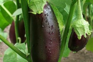 How-to-grow-eggplants